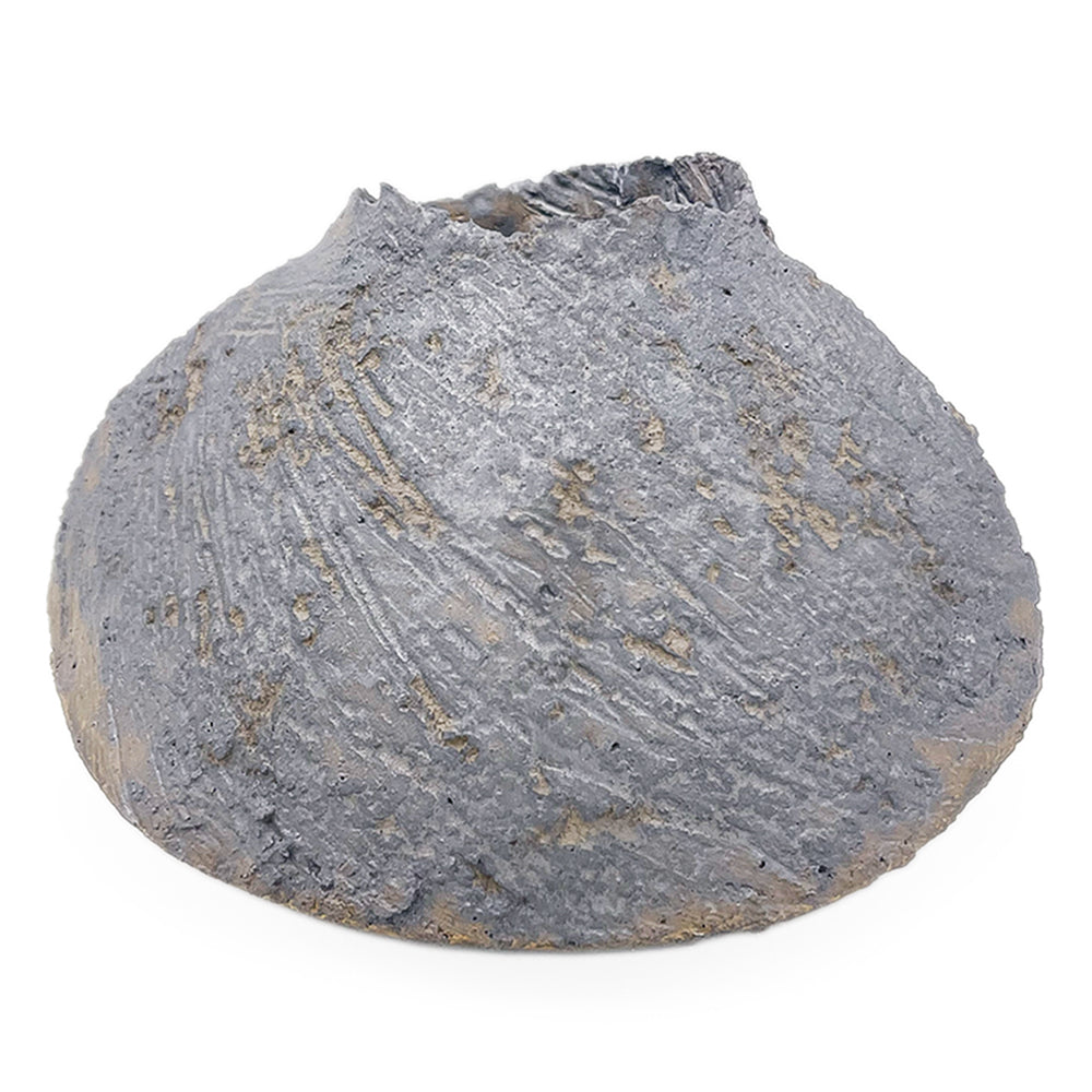 Vase, APF 2026